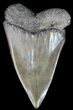 Very Large Fossil Mako Shark Tooth - Georgia #39266-1